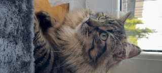 Tango