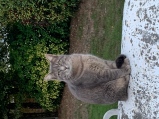 Mirabelle
