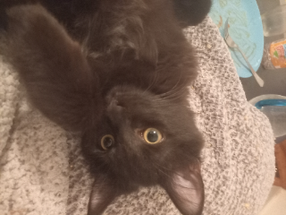 Ezio