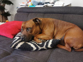 Dexter