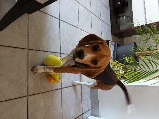 OSCAR