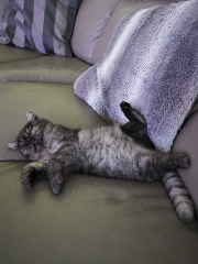 Tixie