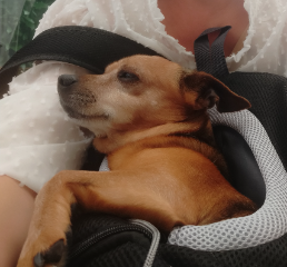 Aldo