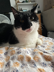 Freddie