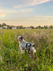 Txiki