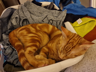 Tigrou