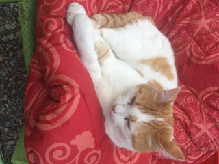 Mylo