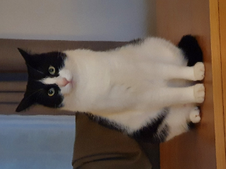 Nouchka