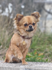 Twixi