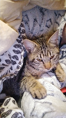 Simba