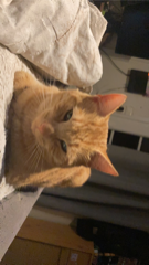 Tigrou