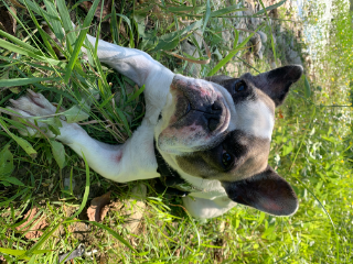 Mya