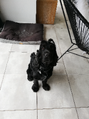 Harley