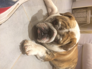 Maestro
