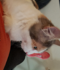 Aiko