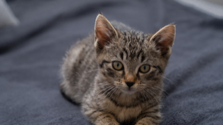 Ella
