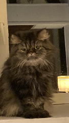 Pépite