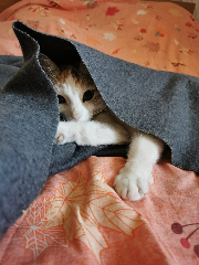 Pixel