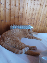 Tit'chat