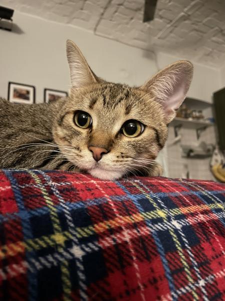 Mika