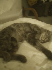 Odin