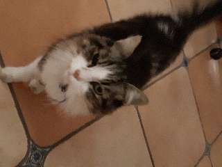 Socrate