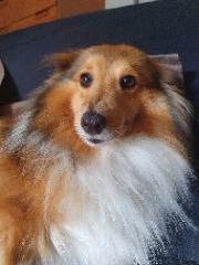 Roxie