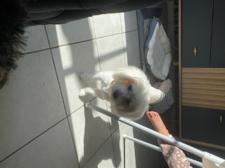 Teddy