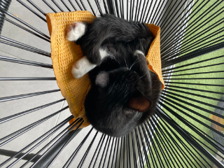 KODA