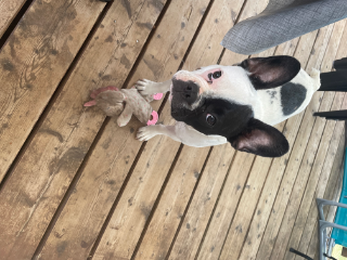 Bella