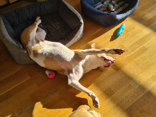 Mia