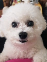 Chipie