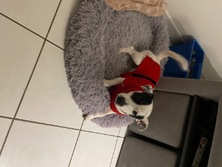 Milou