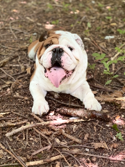 Obelix