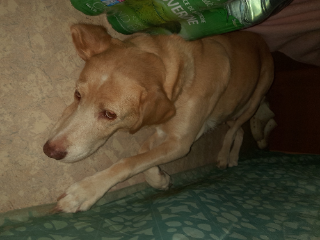 Inca