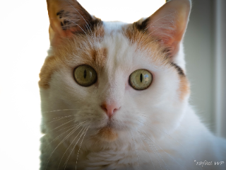 Duchat