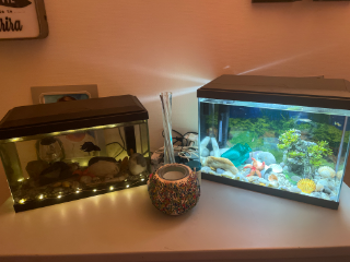 Ti poissons