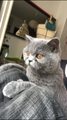 Karim