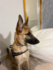 Athena