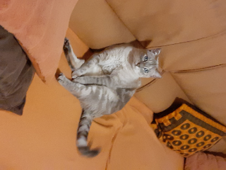 Zina