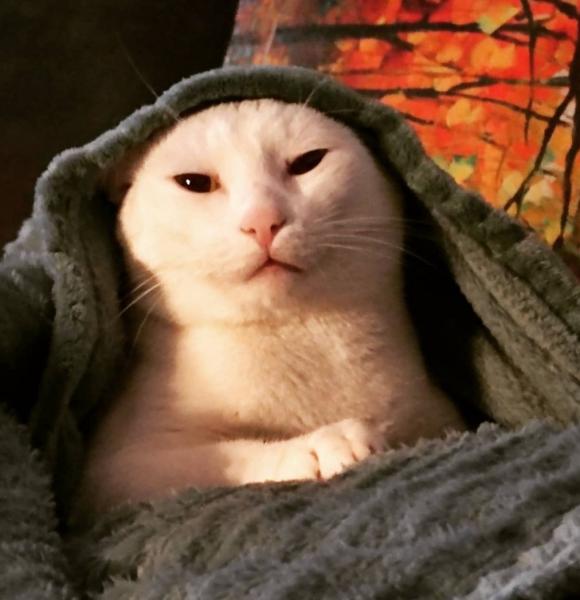 Photo de Pesto