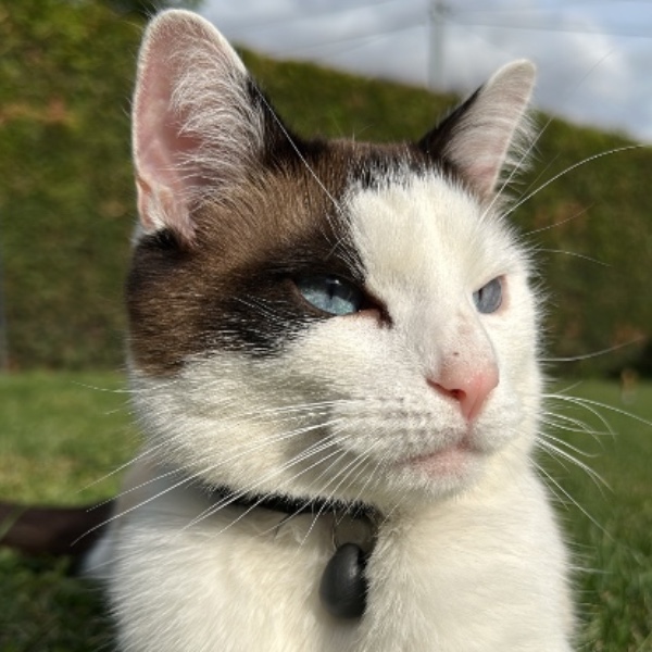 Tinkka