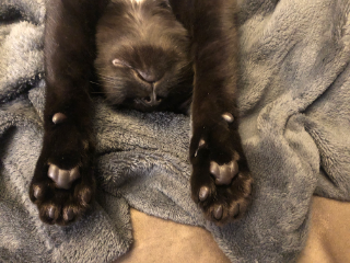 Ninja