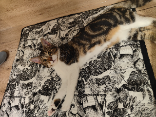Nala