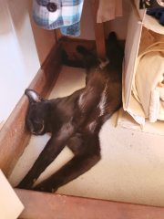 Ninja