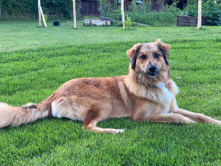 Simba
