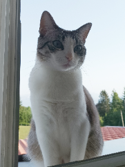 Arya