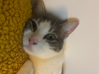 Lili