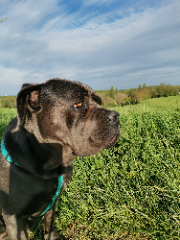 Pilka