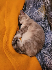 Kaéra